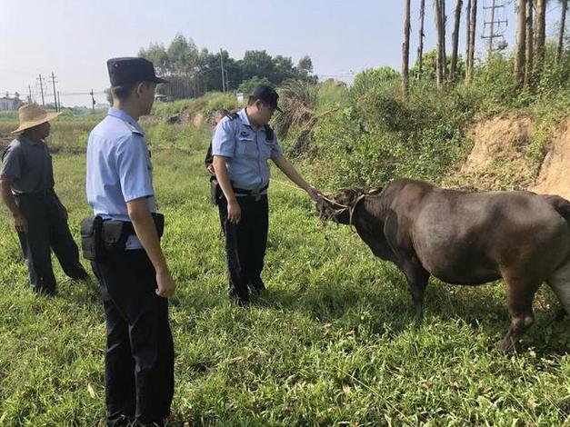 牛走失了可以去派出所