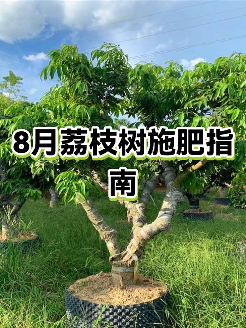 荔枝树最忌三种肥料