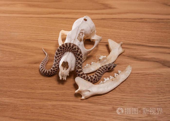 爬行动物的颅骨结构