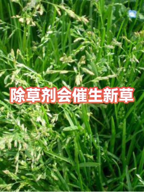 植物催生剂有哪些