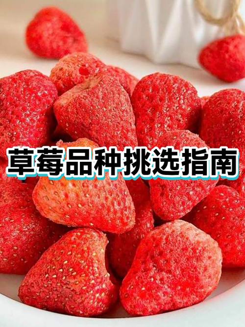 四季结果的草莓品种