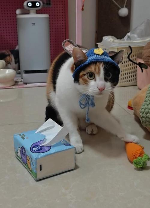最近网上很火的猫缩略图