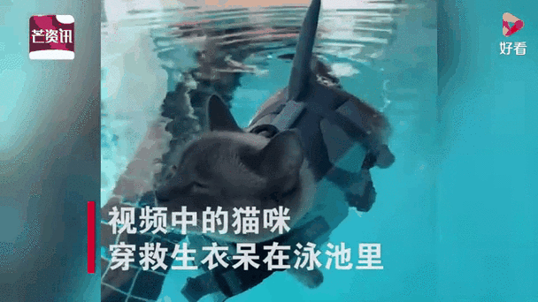 猫能在水里呆多久