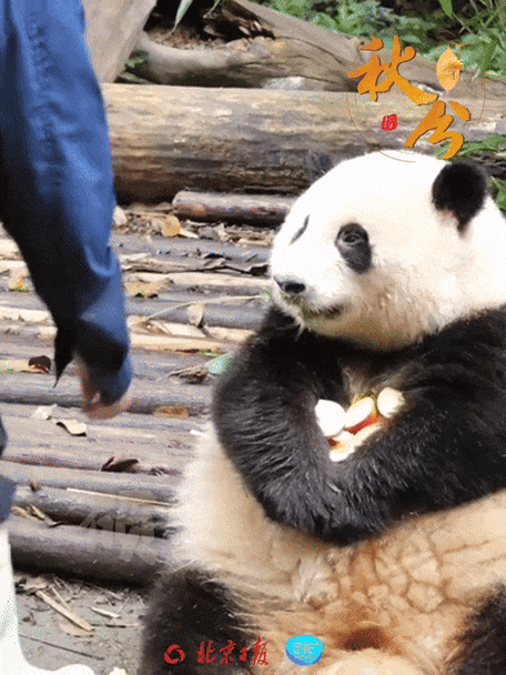 肚子还小还能吃表情包缩略图