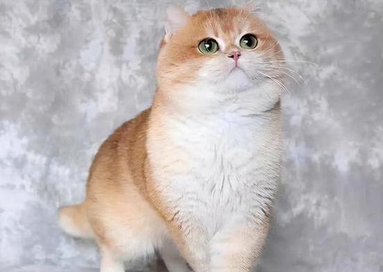 金点猫贵还是金渐层贵