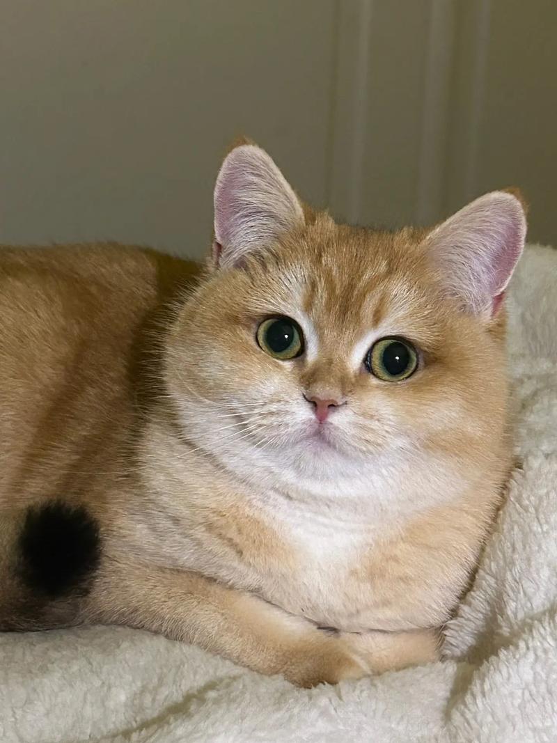 元宝猫是什么品种