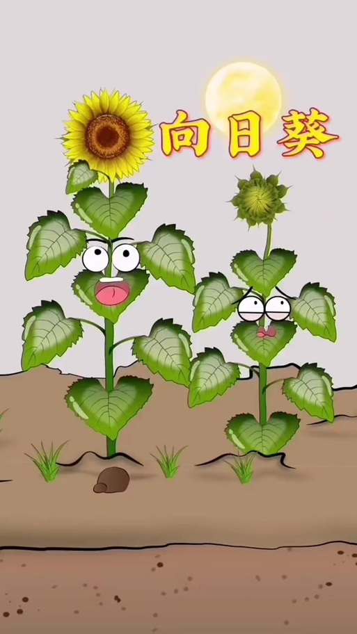 保护向日葵兑换码2026