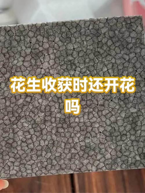 花生开花后多久可以收获