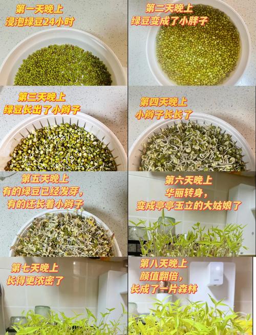 豌豆在1—10℃几天出苗图标