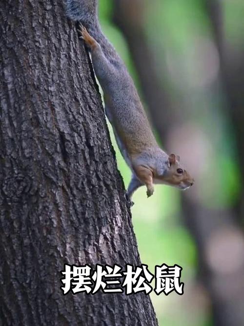 极限挑战松鼠