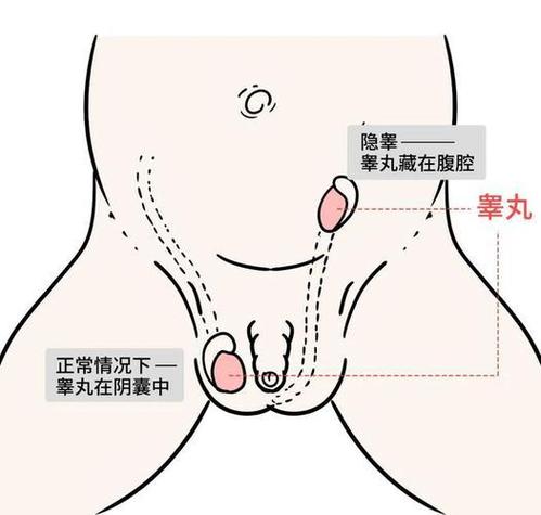 舔男性睾丸危害是什么缩略图