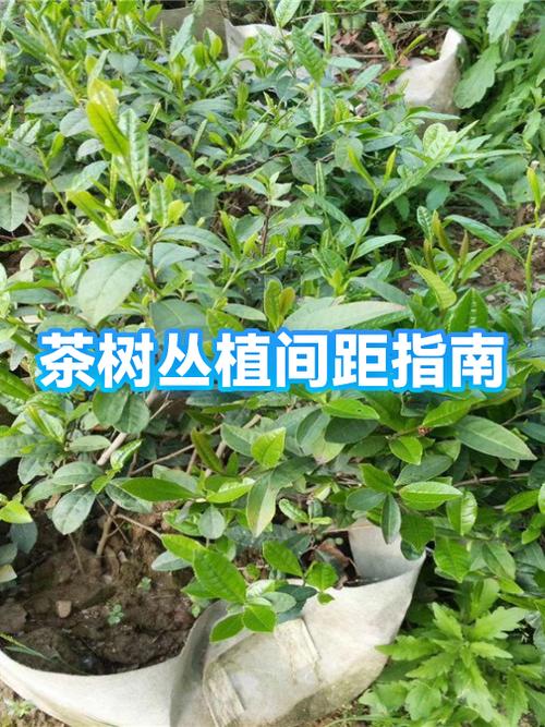 我养了一棵茶树星际