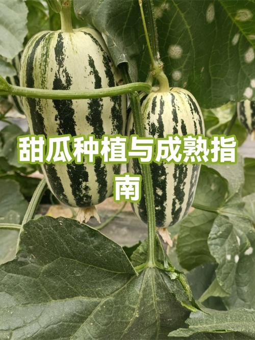 甜瓜一窝栽几棵