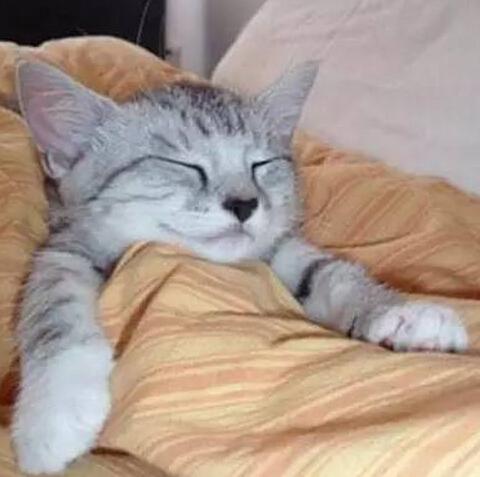 猫咪在冬天是不是很懒
