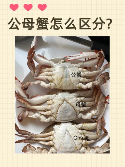 坐月子适合吃公蟹吗