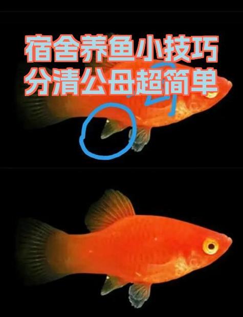 养鱼口诀一三五七