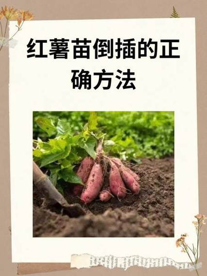 种红薯的方法和步骤