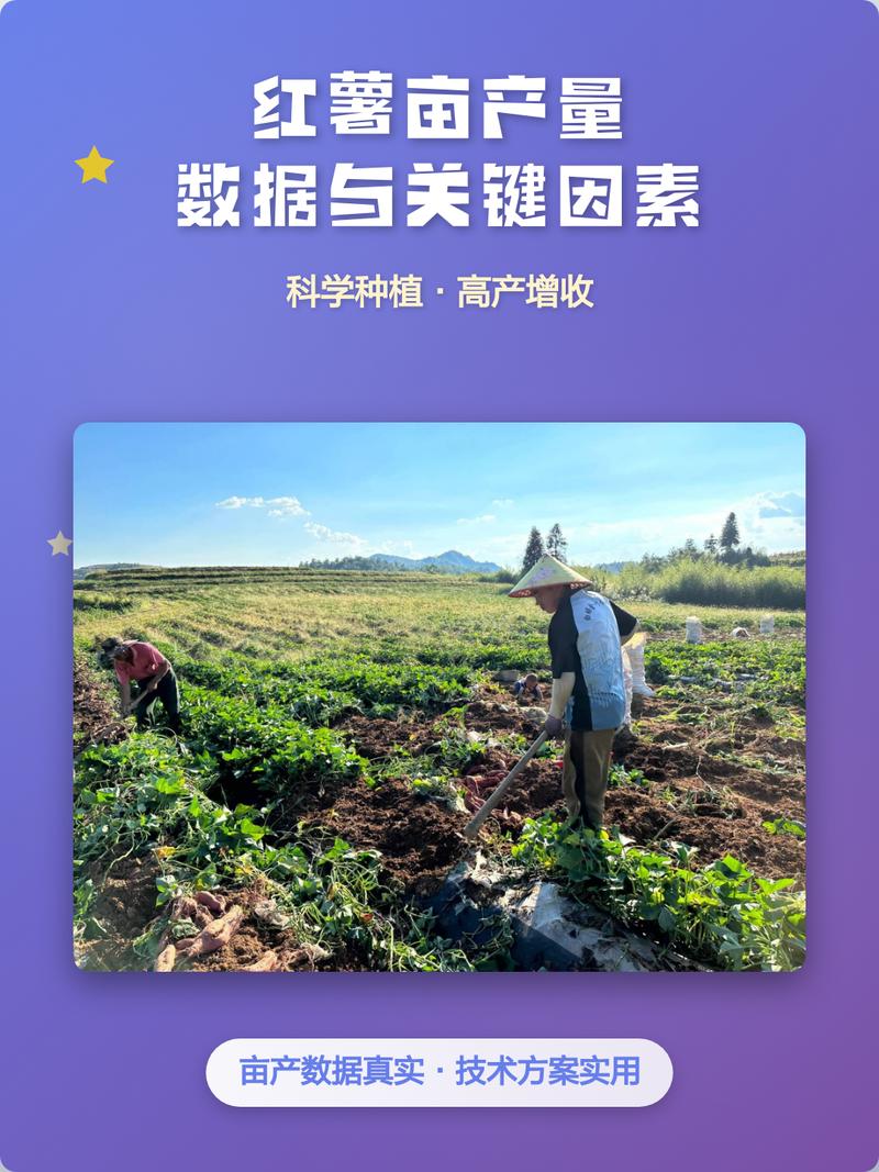 矮番薯官网