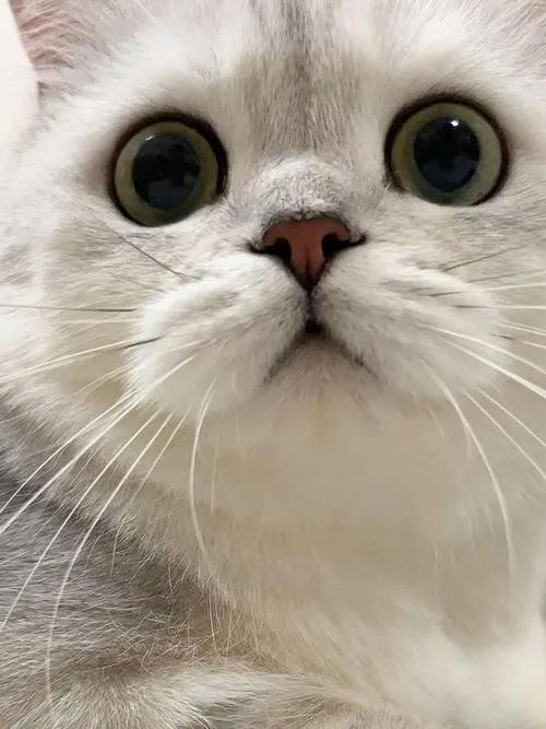 萌宠大能