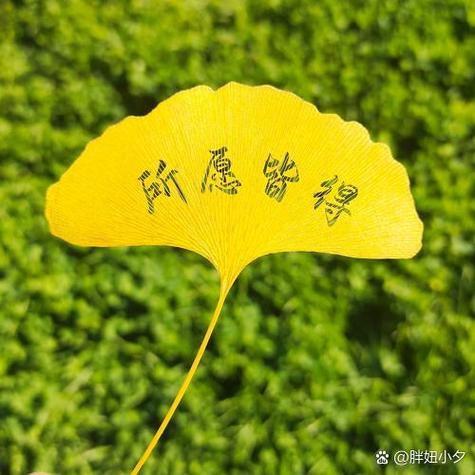 银杏叶的形状和颜色的词语