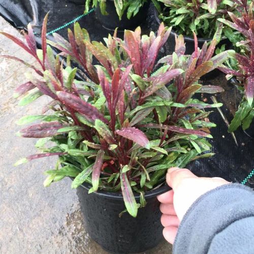 千鸟花越养越多吗