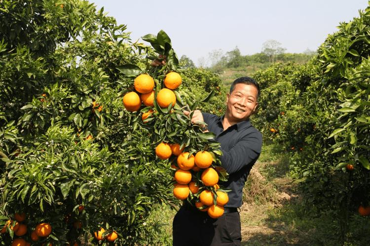 金橘子贷款
