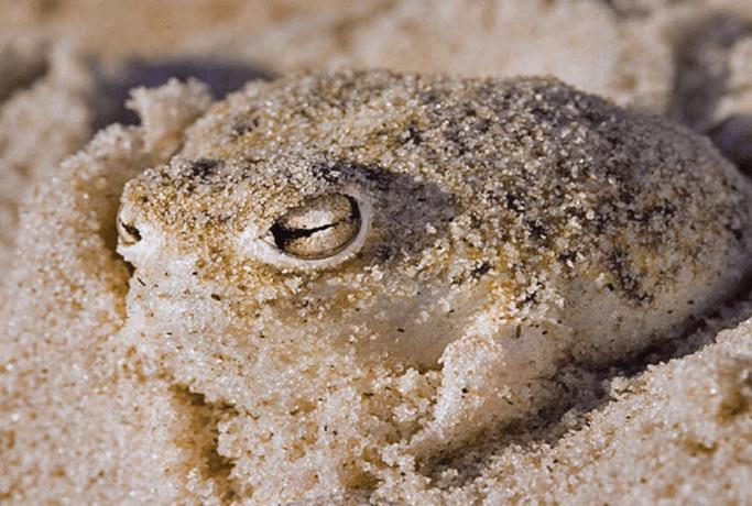 沙漠雨蛙的捕食方法截图