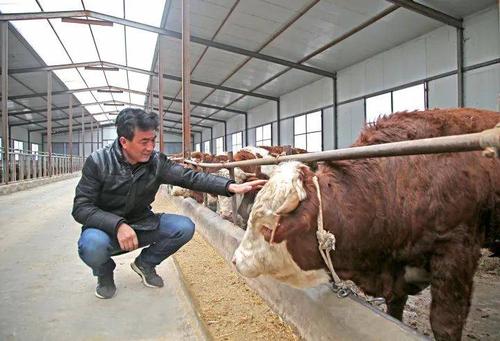 精牛农场