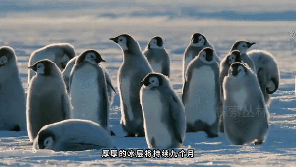 企鹅在多少度会热死截图