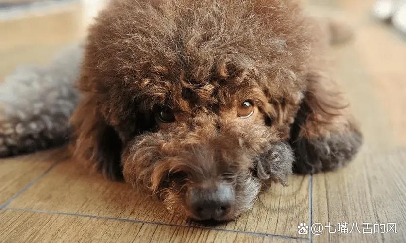 泰迪视频破解版