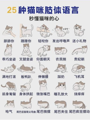 猫咪哈气是凶还是害怕