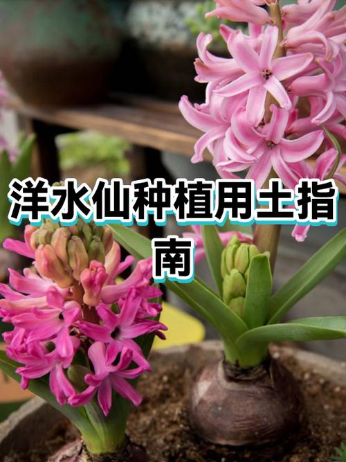 水仙的土栽技术要点
