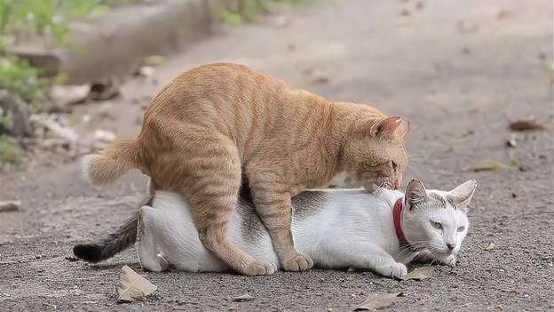小猫视频大全高清缩略图