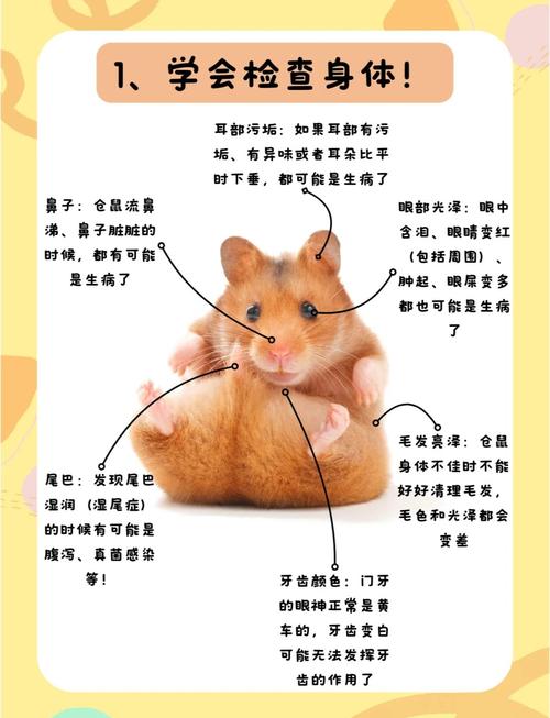 宠物鼠会传染疾病吗