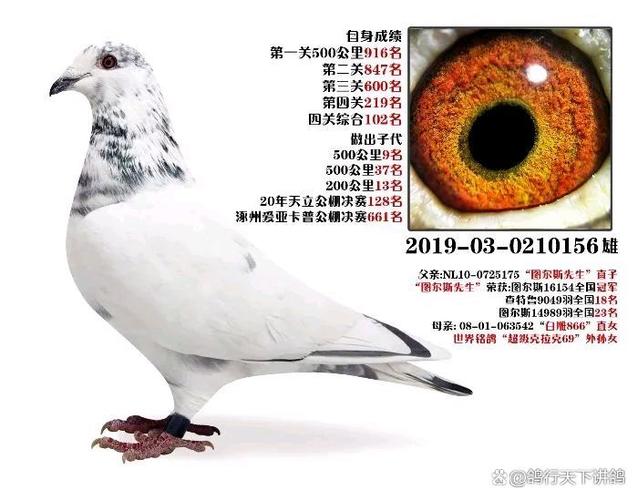 赛鸽的分类和特点