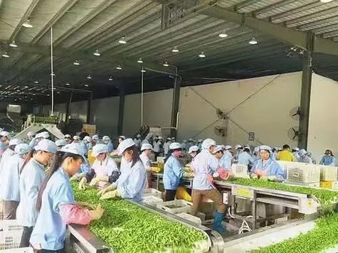 招聘蔬菜分拣员