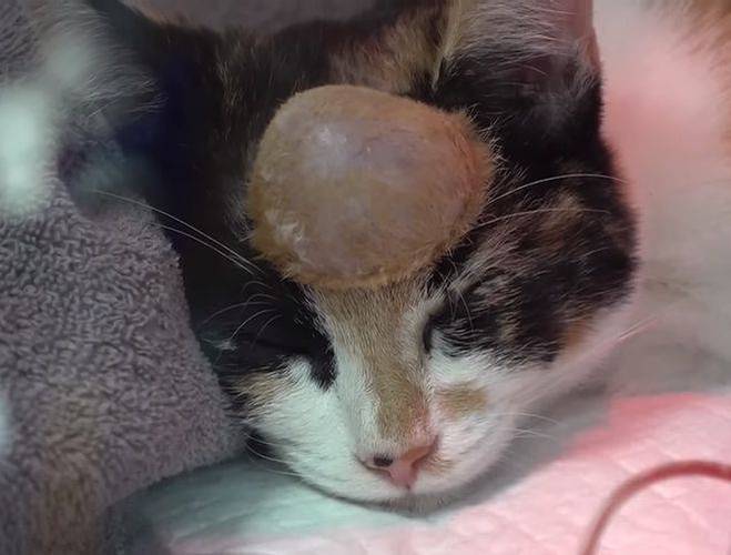 猫头上有个硬的凸起