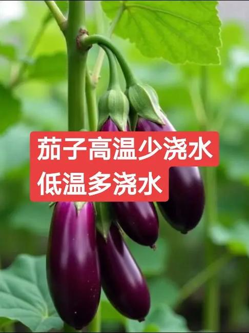 各种蔬菜浇水口诀