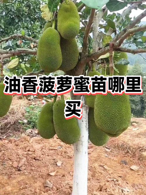 京东种树0元领水果规则