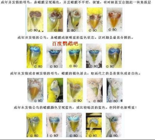 一蓝一黄生什么虎皮鹦鹉