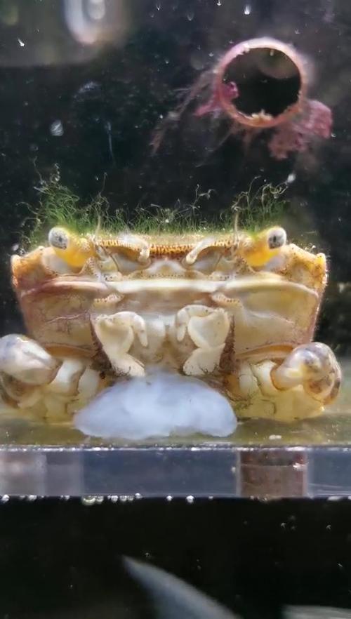 螃蟹脚的神奇功效