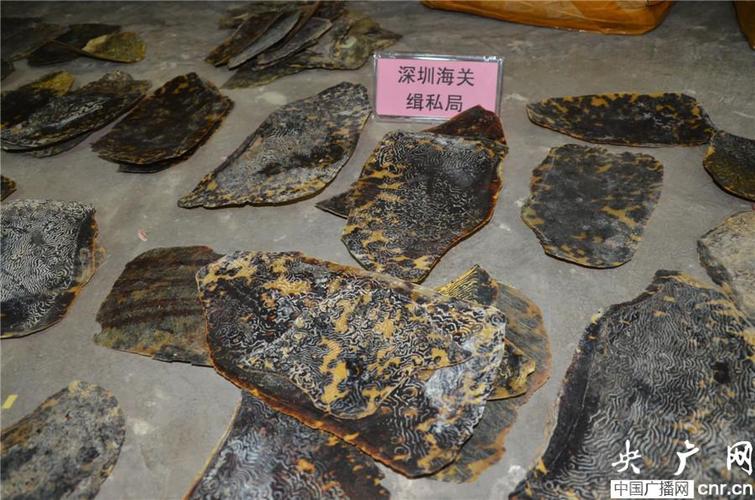 海龟的壳