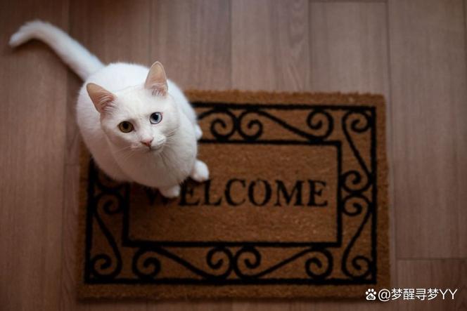 猫咪丢了找回来了变了