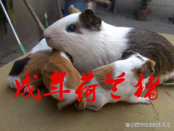 养豚鼠的10大忠告截图