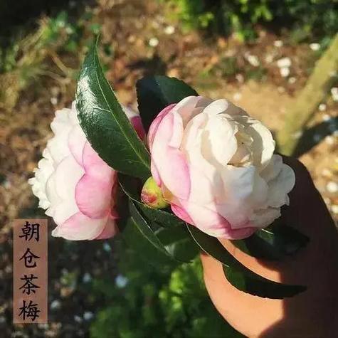 茶梅哪个品种花好看