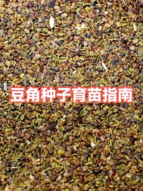 种子生长的过程的顺序