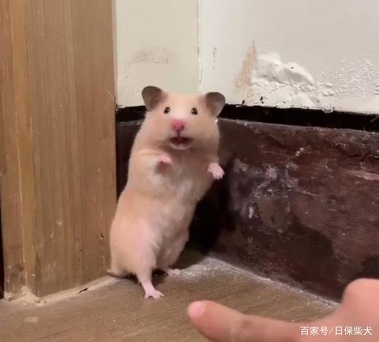 仓鼠震惊表情包