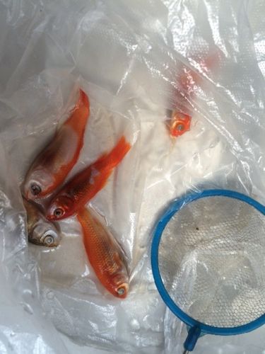 新鱼入缸老鱼死了