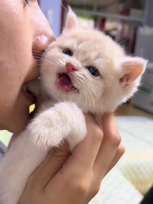 小奶猫的叫声大全