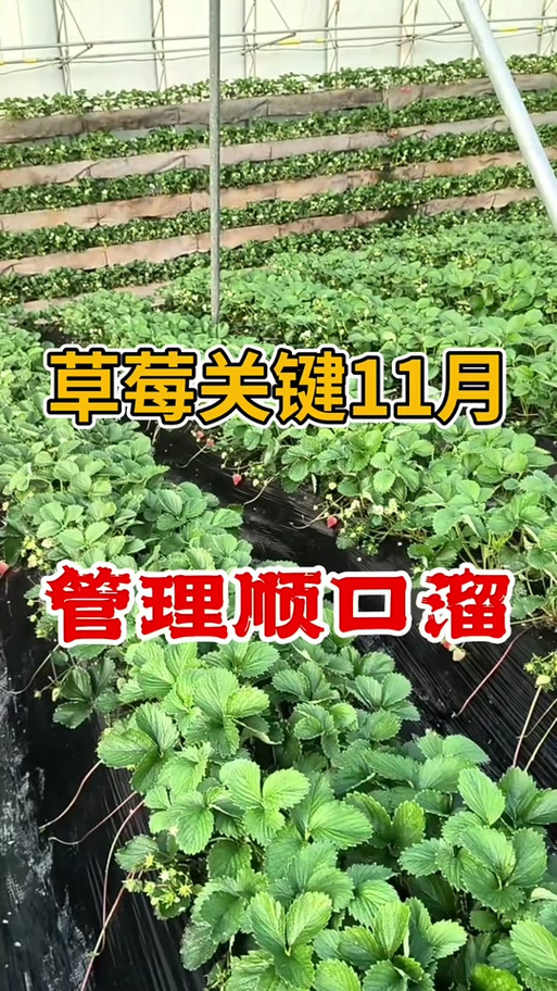 草莓叫卖的顺口溜缩略图
